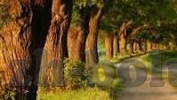 中文字幕久草在线-中文字幕下的文化探索与艺术呈现——久草在线的独特视角